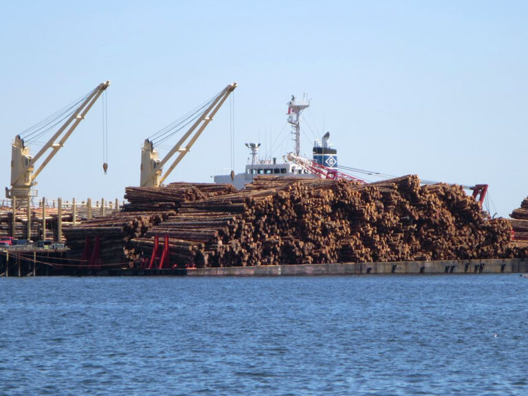 A Call to Action to Save BC’s Forest Sector